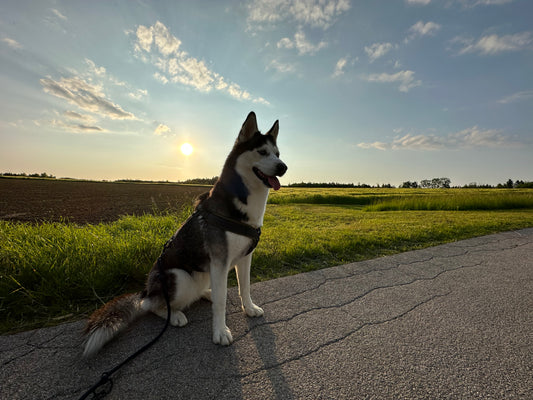 Huskies - Was wir von diesen ausdauernden Wesen lernen können